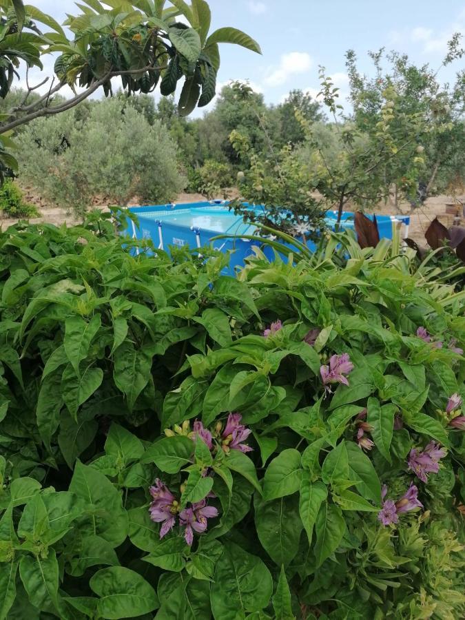 Alojamiento Rural Masia Valldeperez L'Ampolla Exteriér fotografie